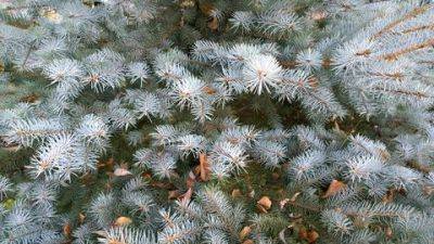 Best Christmas Trees for containers - sundaygardener.co.uk - Norway