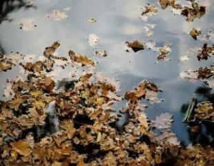 Garden pond care- Why should remove leaves from your garden pond - sundaygardener.co.uk