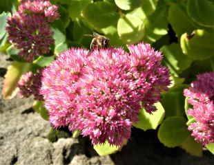 Its official Bees increase social distances when pests threaten - sundaygardener.co.uk