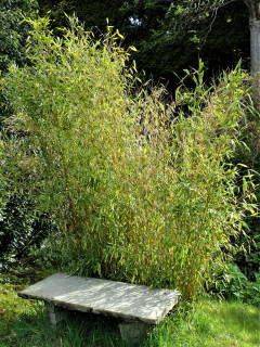Planting non invasive bamboo in the garden. Which bamboos are suitable for smaller gardens - sundaygardener.co.uk