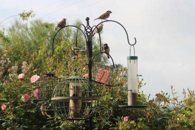 About flying things - rosiesbackgarden.co.uk