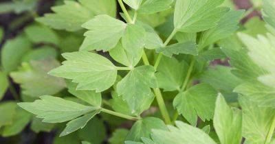 How to Grow and Use Lovage, An Uncommon Herb | Gardener's Path - gardenerspath.com - Britain - Italy