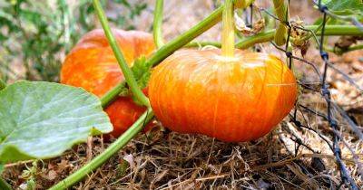 11 of the Best Pumpkin Varieties for Cooking - gardenerspath.com - Australia