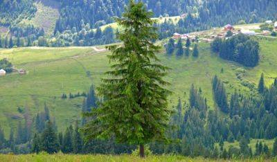 How to Grow Norway Spruce Trees? - Fantastic Gardeners UK - blog.fantasticgardeners.co.uk - Britain - Germany - Norway