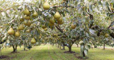 Pear Tree Lifespan: How Long Do These Trees Live? - gardenerspath.com