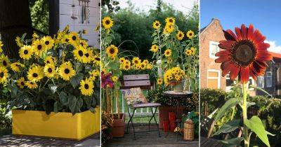 What Do Sunflower Represent | Sunflower Meaning and Symbolism - balconygardenweb.com - China