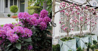Rhododendron Vs Magnolia | Difference Between Rhododendron and Magnolia - balconygardenweb.com - Usa