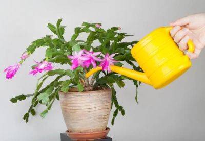 How to Water Container Plants - balconygardenweb.com