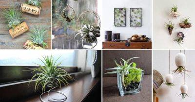 51 Most Amazing Air Plant Display Ideas - balconygardenweb.com