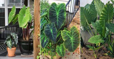 Is Elephant Ear Sap Poisonous? Find Out! - balconygardenweb.com