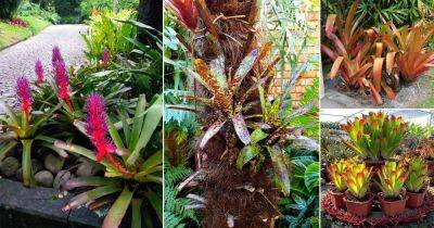 12 Best Full Sun Bromeliads - balconygardenweb.com - Brazil
