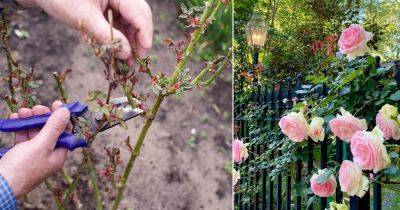 How to Prune Roses Like Master Gardeners - balconygardenweb.com