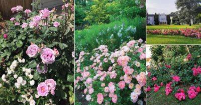 29 Best Ground Cover Rose Pictures from Instagram - balconygardenweb.com