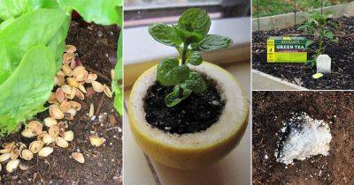24 Kitchen Residues and Leftovers That You Can Use in Your Garden - balconygardenweb.com