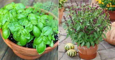 22 Types of Basil to Grow | Best Basil Varieties - balconygardenweb.com - Italy - Thailand