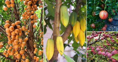 Names of 50 Fruits That Start With B - balconygardenweb.com - Brazil