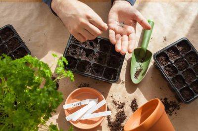 Learn to Grow Seeds at Home – A Life-Lesson in Gratitude - igrowhort.com - Usa