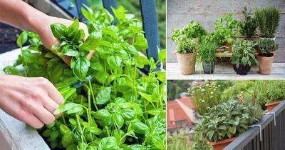 2-Minutes Practical Tips for Starting a Balcony Herb Garden - balconygardenweb.com - Japan - Thailand