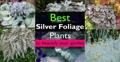 Best Silver Foliage Plants To Beautify Your Garden - balconygardenweb.com - Japan