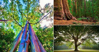 18 Fun Facts About Trees You Never Knew - balconygardenweb.com - Britain -  California - Sweden