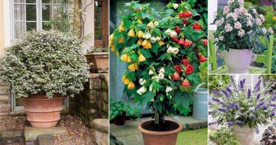49 Best Shrubs for Containers | Best Container Gardening Plants - balconygardenweb.com - India - South Africa