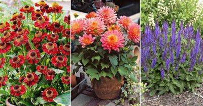 32 Best Fall Flowers | Flowers that Bloom in Autumn - balconygardenweb.com