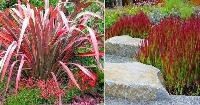 10 Stunning Red Ornamental Grasses - balconygardenweb.com - Usa - New Zealand