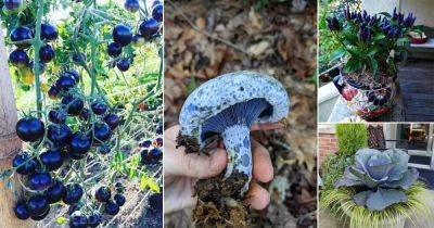 15 Best Blue Vegetables for Pots & Garden | Blue Colored Vegetables - balconygardenweb.com