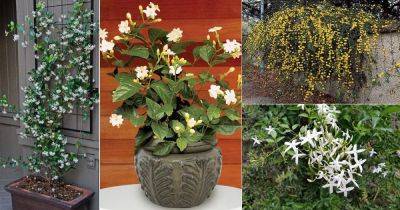 17 Types of Jasmine Flowers | Jasmine Plant Varieties - balconygardenweb.com - India - Philippines