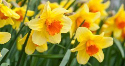 How to Lift, Cure, and Store Daffodil Bulbs - gardenerspath.com
