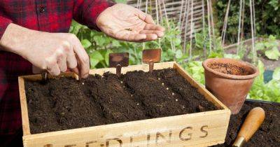 Ten vegetables to sow now to reap the rewards in autumn and winter - irishtimes.com - Usa - France - Ireland