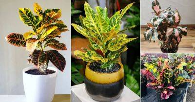 23 Different Types of Crotons | Best Croton Varieties with Photos - balconygardenweb.com