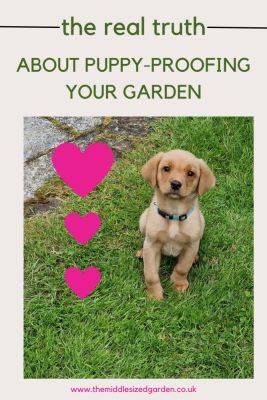 Puppy-proof your garden – 7 practical tips that really work – and 3 to avoid! - themiddlesizedgarden.co.uk