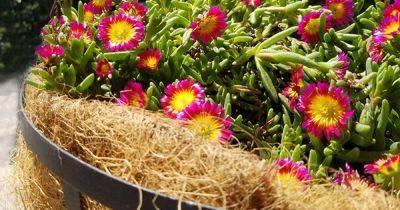 Learn How to Use Coconut Coir Products in the Garden - gardenerspath.com - India - county Garden