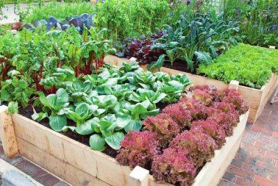 Productive Vegetable Gardening Tips for Beginners - balconygardenweb.com