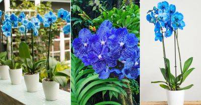 9 Best Blue Orchids | Types of Blue Orchid Varieties - balconygardenweb.com - Usa - Brazil - Peru