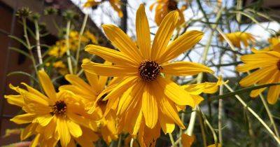 How to Grow Native Swamp Sunflowers - gardenerspath.com - Usa