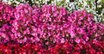 How to Grow and Care for Wax Begonias - gardenerspath.com - Usa