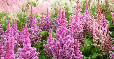 How to Grow Astilbe for Color in the Shade Garden - gardenerspath.com