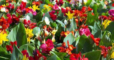 15 Best Late Summer Flowering Bulbs | Gardener's Path - gardenerspath.com