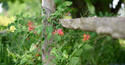 How Grow Climbing Honeysuckle Vines | Gardener's Path - gardenerspath.com - Japan - Italy
