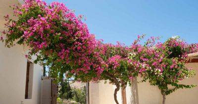 How to Grow and Care for Bougainvillea - gardenerspath.com