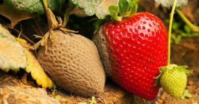 How to Control Gray Mold (Botrytis Rot) on Strawberries - gardenerspath.com