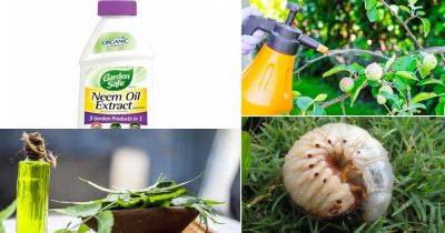 20 Organic Neem Oil Uses for Garden | Neem Oil Benefits - balconygardenweb.com - India