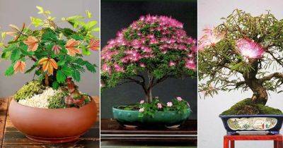 17 Best Mimosa Tree Bonsai Pictures - balconygardenweb.com