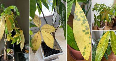 Money Tree Leaves Turning Yellow | 10 Reasons and Solutions - balconygardenweb.com