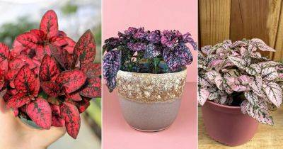 Different Types of Polka Dot Plant Varieties - balconygardenweb.com