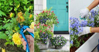 8 Secret Master Gardener’s Tips to Get the Most Colorful and Vibrant Flowers - balconygardenweb.com