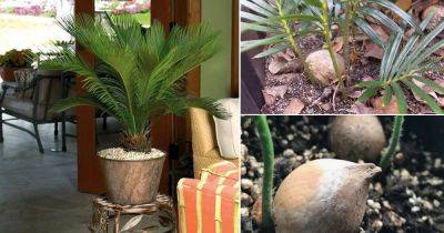 How to Plant Sago Palm Seeds - balconygardenweb.com