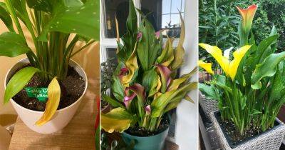 Why Are My Calla Lily Leaves Turning Yellow | 8 Reasons and Solutions - balconygardenweb.com